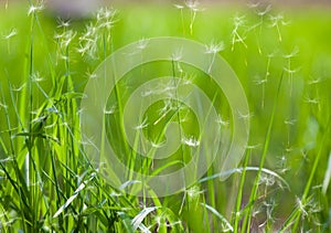 Grass with flying dandelion seeds