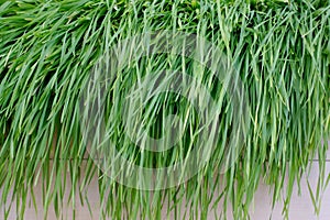 Grass
