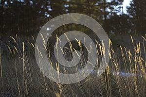 Grass in the forest at sunset day. Illustration of emptiness and reflection