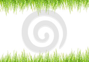 Grass frame top view on white background