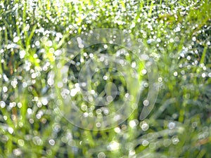 Grass, Fresh green grass with dew drops closeup