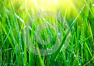 Grass. Fresh green grass with dew drops closeup