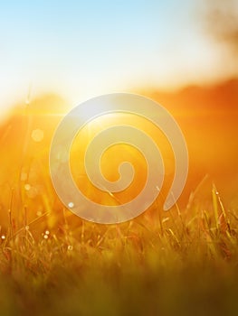 Grass. Fresh Green Spring Grass With Dew Drops Closeup. Sun. Soft Focus. Abstract Nature Background. Rice Plant At Sunset