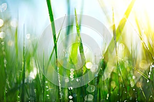 Grass. Fresh green spring grass with dew drops