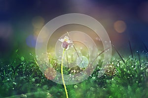 Grass. Fresh green spring grass with dew drops closeup