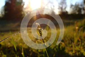 Grass. Fresh green spring grass with dew drops closeup.