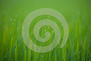 Grass. Fresh green spring grass with dew drops closeup.Soft Focus