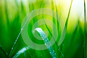 Grass. Fresh green spring grass with dew drops closeup. Soft focus. Abstract nature background