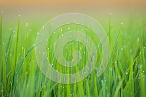 Grass. Fresh green spring grass with dew drops closeup.Soft Focus. Abstract Nature Background