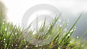 Grass. Fresh green spring grass with dew drops closeup. Soft focus. Abstract nature background.
