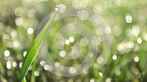 Grass. Fresh green spring grass with dew drops closeup. Soft focus. Abstract nature background.