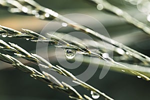 Grass. Fresh green spring grass with dew drops closeup. Sun. Soft Focus