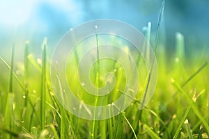 Grass. Fresh green spring grass with dew drops closeup. Sun. Soft Focus. Abstract Nature Background