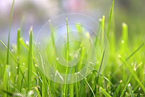 Grass. Fresh green spring grass with dew drops closeup. Sun. Soft Focus. Abstract Nature Background