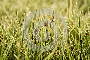 Grass. Fresh green spring grass with dew drops closeup, Sun, Soft Focus, Nature Background