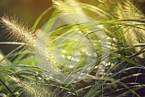 Grass. Fresh green spring grass with dew drops. Sun. Soft Focus. Abstract Nature Background