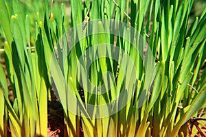 Grass fresh spring macro photography as background for design