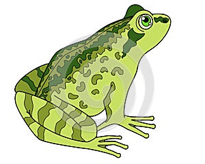 Grass frog, amphibious animal - vector full color picture. Toad or common frog, a small amphibious animal.