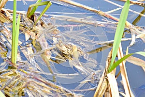 Grass frog basks in the reeds in the pond