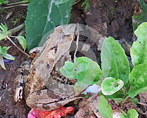 Grass frog lat. Rana temporaria close up