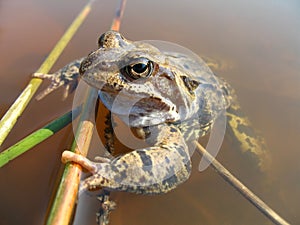 Grass frog (Rana temporaria) photo