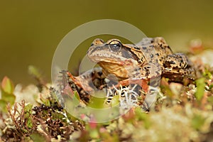 Grass Frog - Rana temporaria sitting on the grass