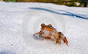 grass frog (rana temporaria) in the snow