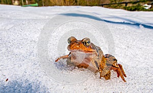 grass frog (rana temporaria) in the snow