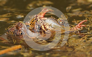 Grass Frog - Rana temporaria, three mating frogs in spring in the water