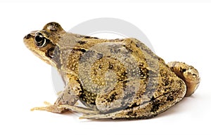 Grass frog Rana temporary isolated on shite