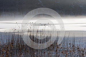 Grass in front of lake