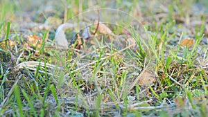 Grass in the frost. Frosty grass in autumn morning. Lawn in a frosty morning. Shallow depth of field.