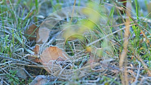 Grass in the frost. Ice crystals melting away on thin grass blades. Close up.