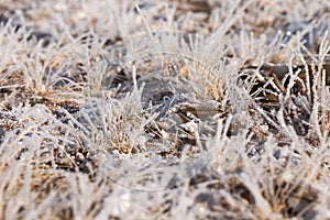 Grass in the frost, morning frost