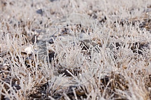 Grass in the frost, morning frost