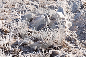 Grass in the frost, morning frost