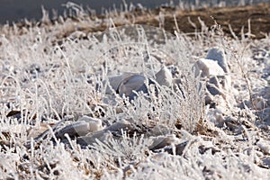 Grass in the frost, morning frost