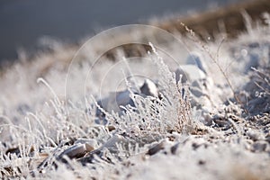 Grass in the frost, morning frost