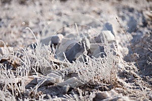 Grass in the frost, morning frost