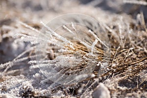 Grass in the frost, morning frost