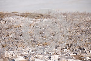 Grass in the frost, morning frost