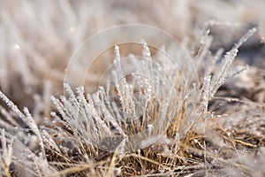 Grass in the frost, morning frost