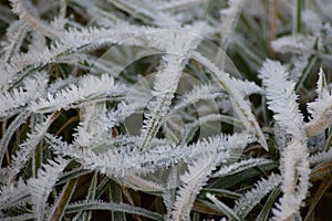 Grass on a frosty winter morning