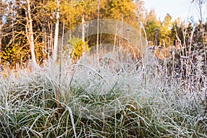 Grass is frozen in ice crystals on the backdrop