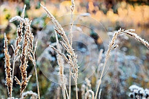 Grass is frozen in ice crystals on the backdrop