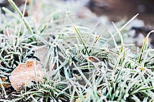 Grass is frozen in ice crystals on the backdrop