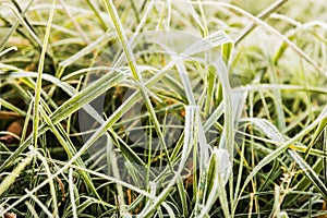 Grass is frozen in ice crystals on the backdrop