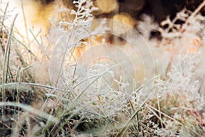Grass is frozen in ice crystals on the backdrop of the setting s