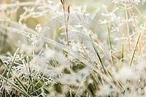 Grass is frozen in ice crystals on the backdrop of the setting s