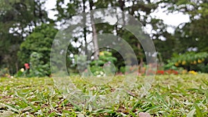 Grass garden abstract background